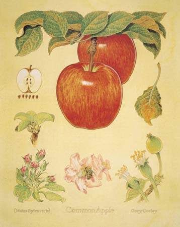 final apple