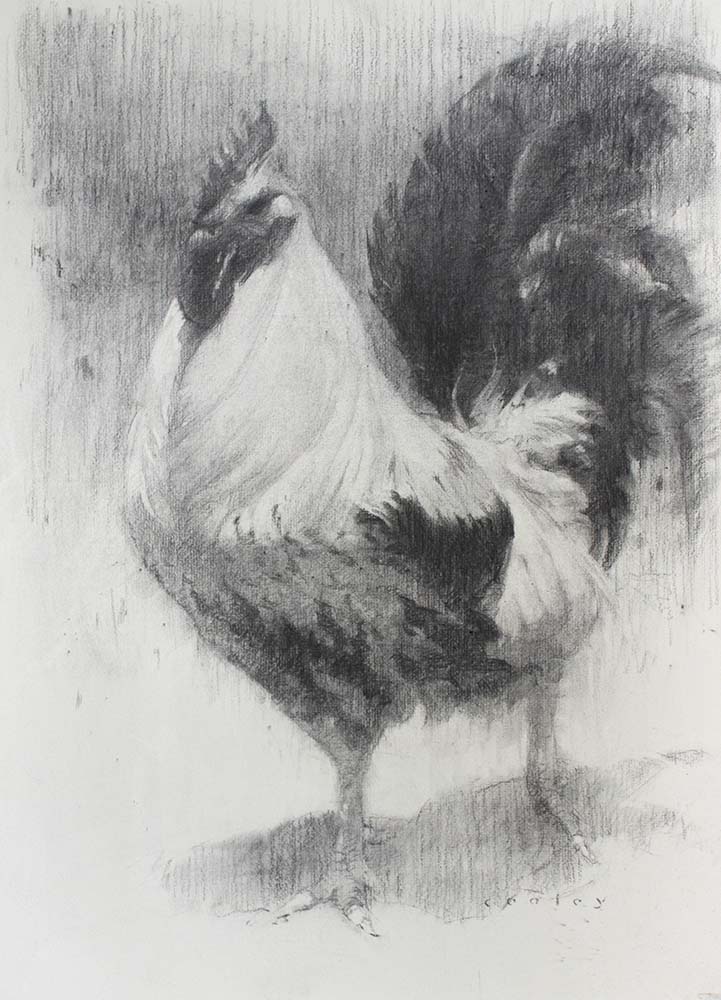 black and white rooster